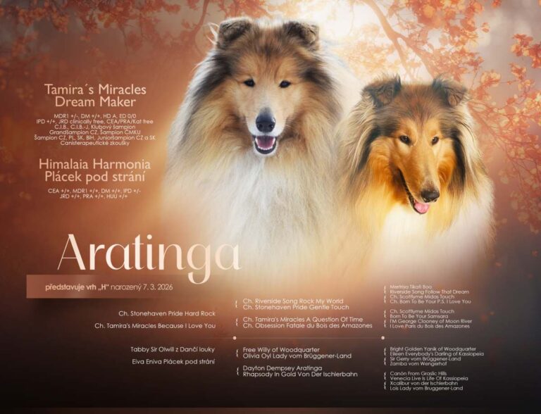 Vrh „H“ Aratinga