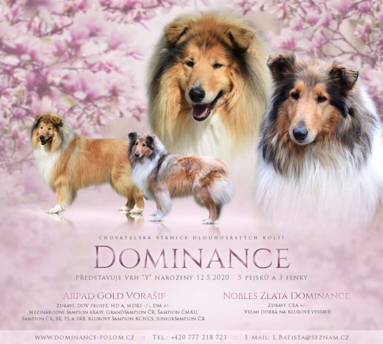 Vrh "Y" Dominance